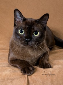 Queen Isabella