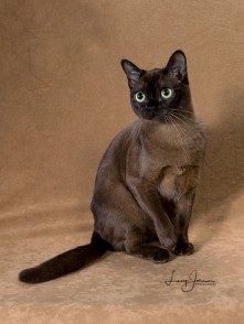 Queen Isabella
