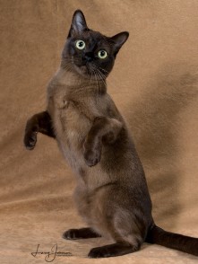 Queen Isabella