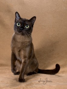 Queen Isabella