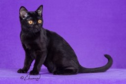 Queen Nafisika
