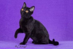 Queen Nafisika