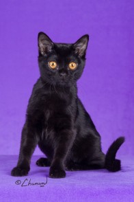Queen Nafisika